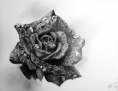 /album/kepgaleria-drawings-rajzok/rose-jpg/